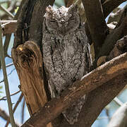 African Scops Owl