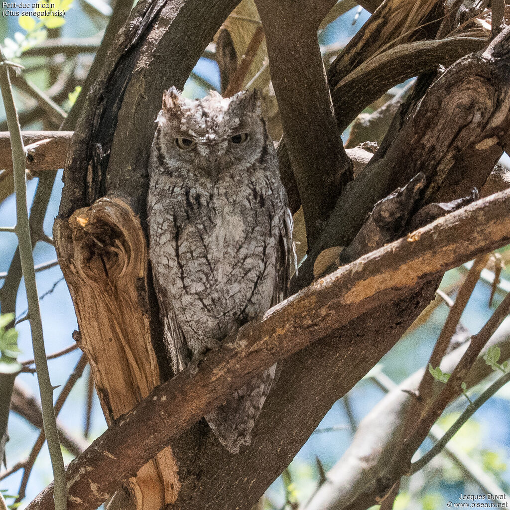 African Scops Owl, identification