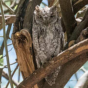 African Scops Owl