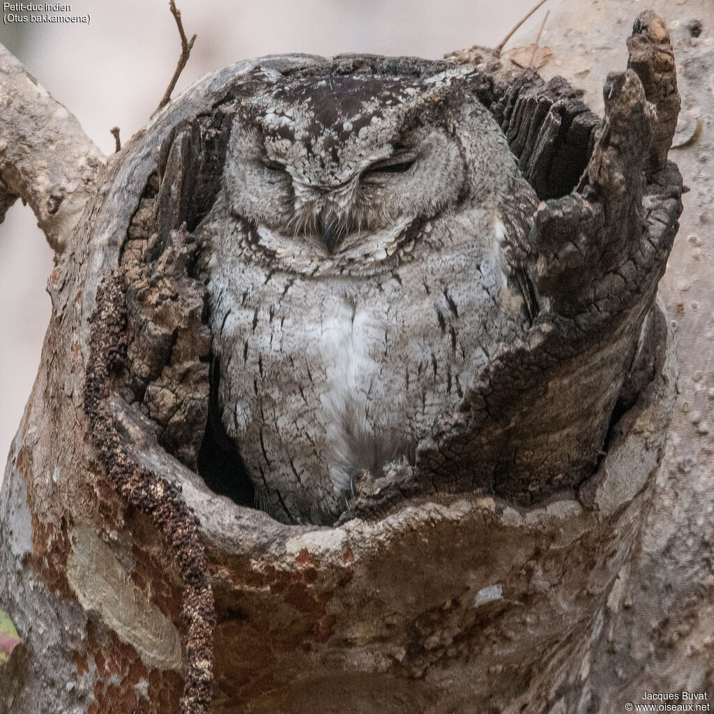 Indian Scops Owladult, close-up portrait, aspect, pigmentation