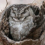 Indian Scops Owl