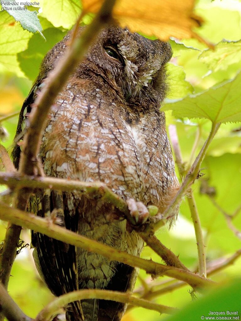 Rainforest Scops Owladult breeding