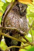 Rainforest Scops Owl