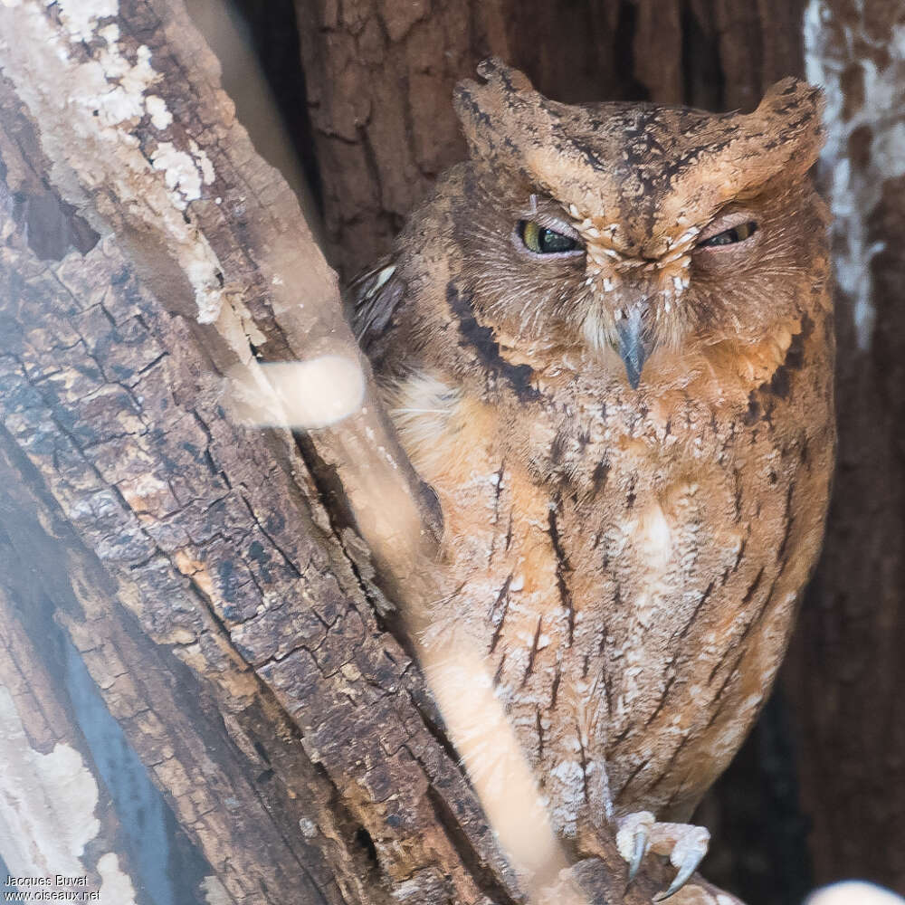 Torotoroka Scops Owl, identification