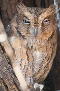 Torotoroka Scops Owl