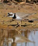 Little Ringed Plover