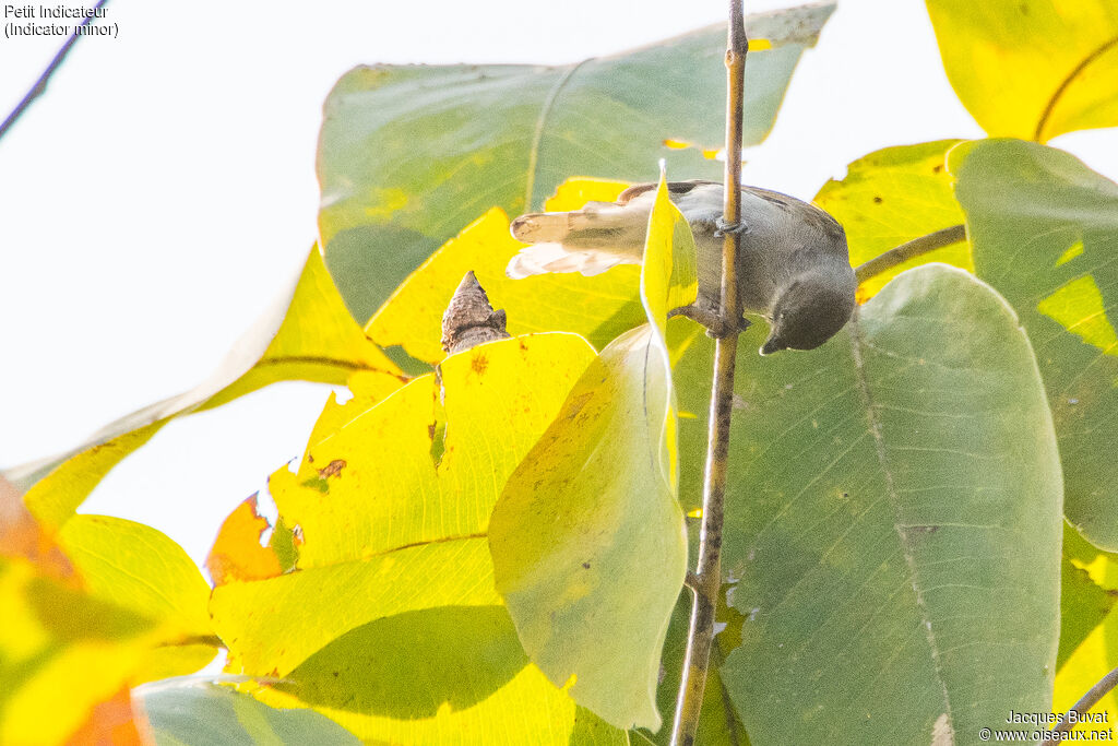 Lesser Honeyguideadult