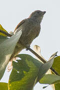 Lesser Honeyguide