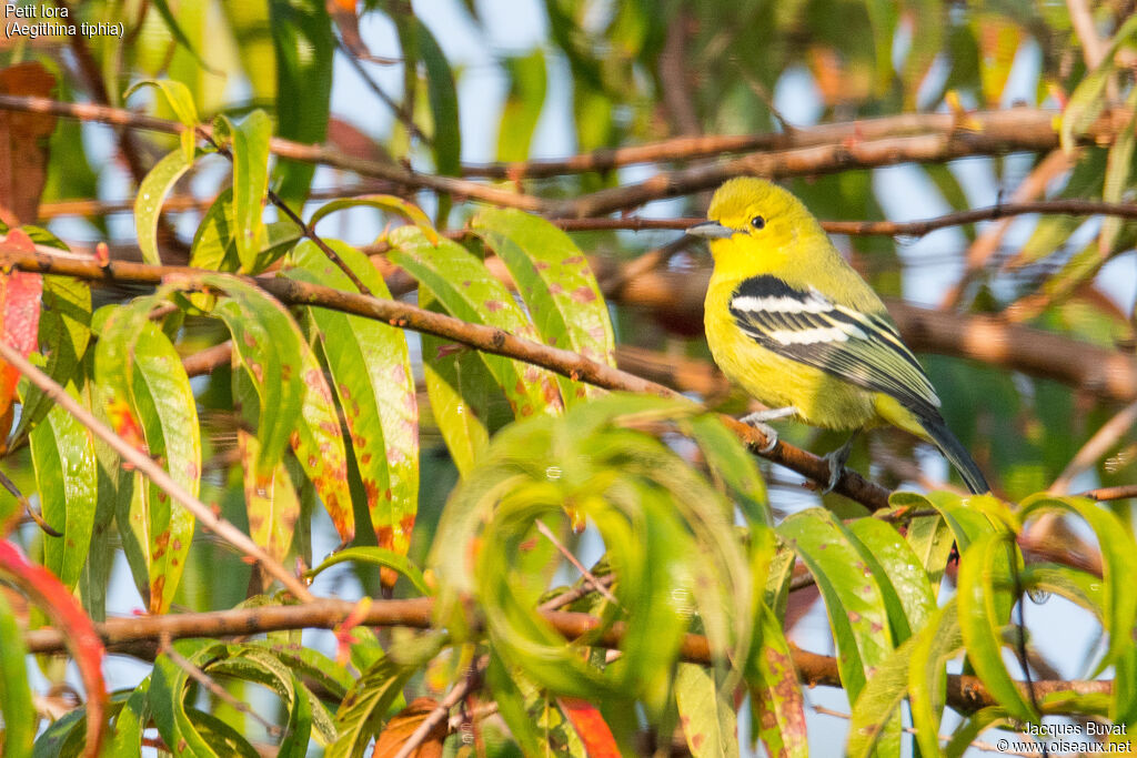 Common Iora male adult post breeding, identification, aspect, pigmentation