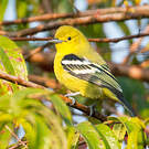 Petit Iora