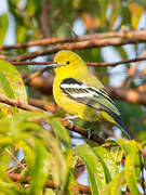 Common Iora