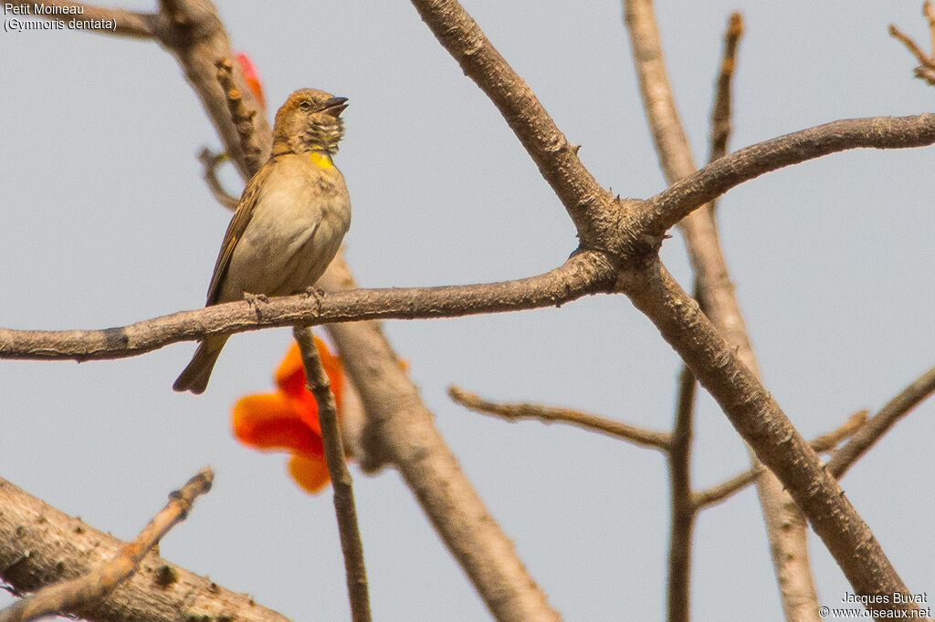 Sahel Bush Sparrow male adult