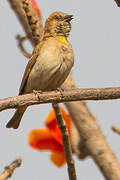 Sahel Bush Sparrow