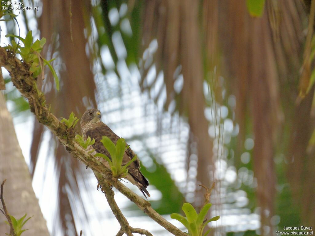 Broad-winged Hawkadult