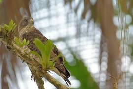 Broad-winged Hawk