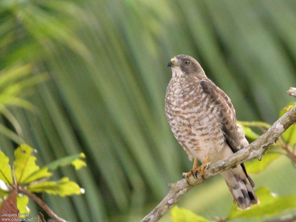 Broad-winged Hawkadult, identification