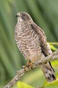 Broad-winged Hawk