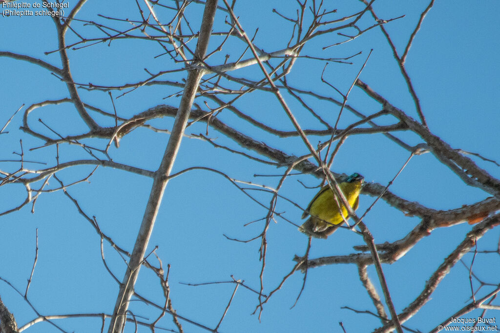 Schlegel's Asity male adult breeding