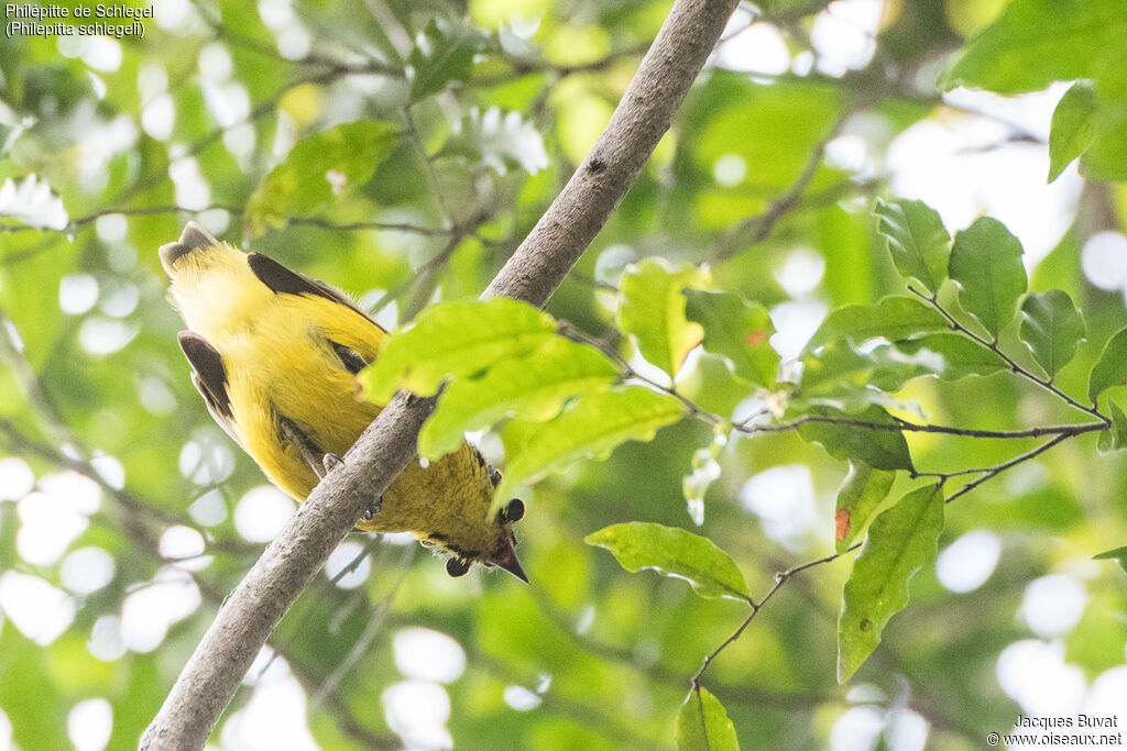 Schlegel's Asity male adult breeding