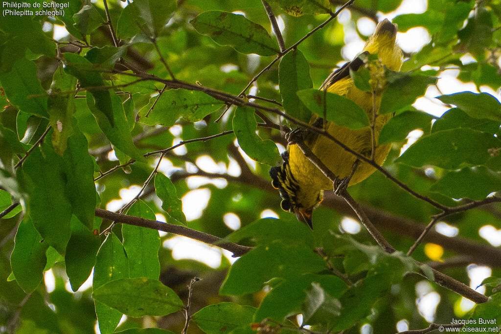 Schlegel's Asity male adult breeding