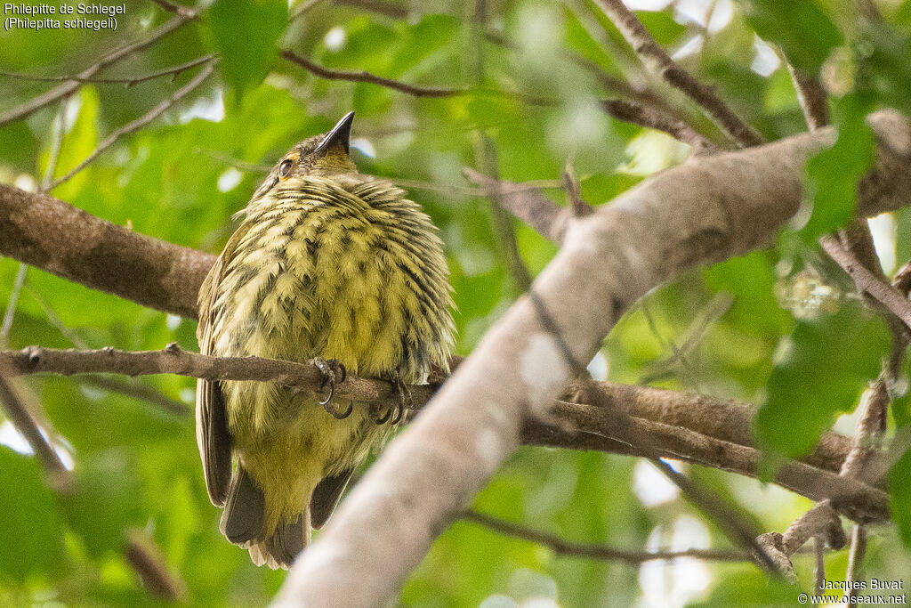 Schlegel's Asity female adult