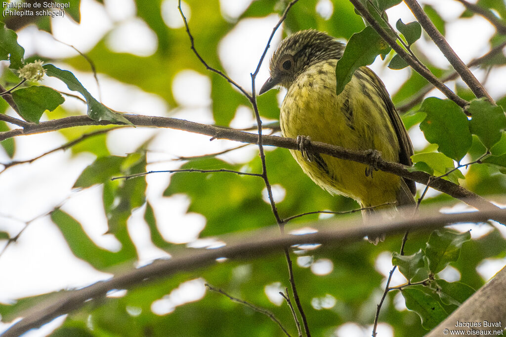 Schlegel's Asity female adult