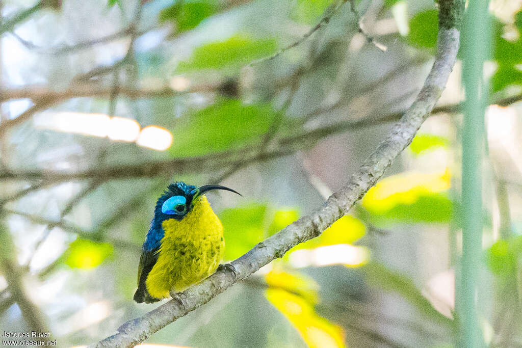 Common Sunbird-Asity male adult breeding