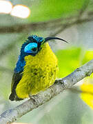 Common Sunbird-Asity