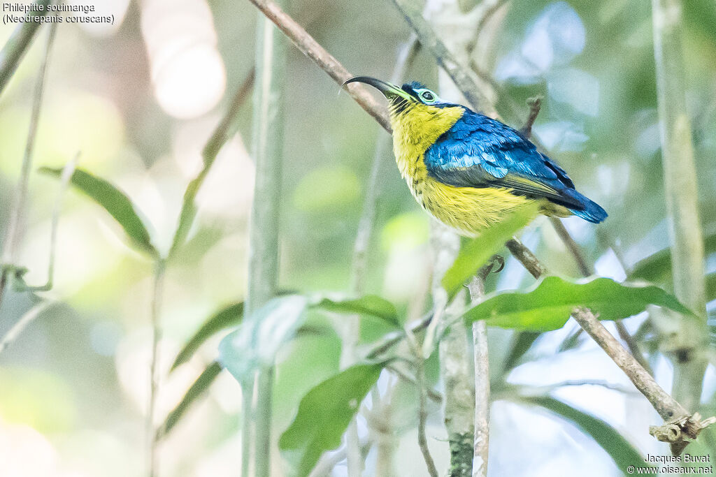 Common Sunbird-Asity male adult breeding