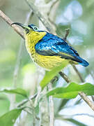 Common Sunbird-Asity