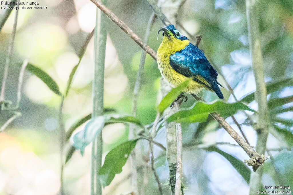 Common Sunbird-Asity male adult