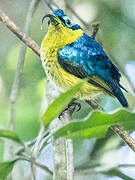 Common Sunbird-Asity