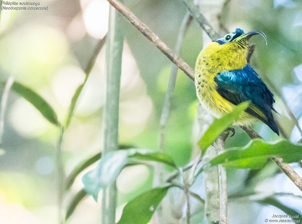 Common Sunbird-Asity male adult breeding