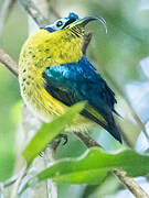 Common Sunbird-Asity