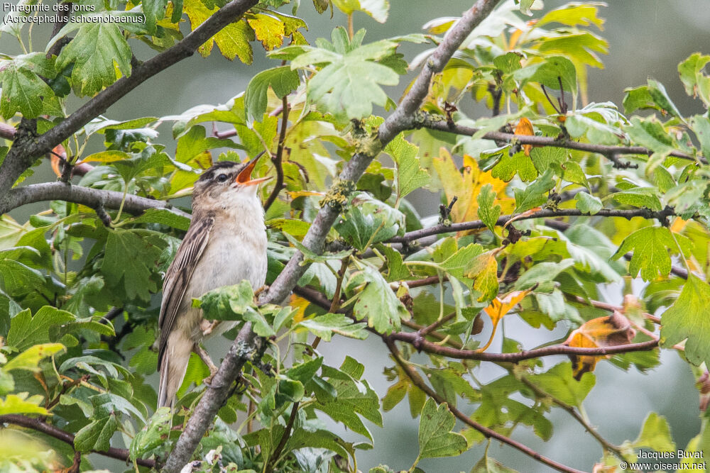 Sedge Warbler male adult breeding