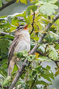 Sedge Warbler