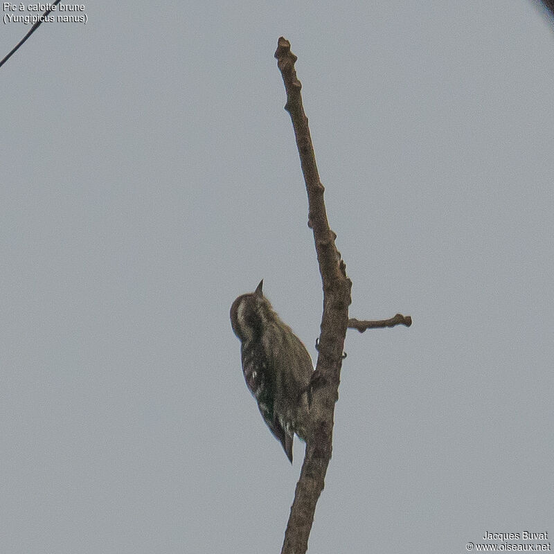 Brown-capped Pygmy Woodpeckeradult