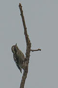 Brown-capped Pygmy Woodpecker