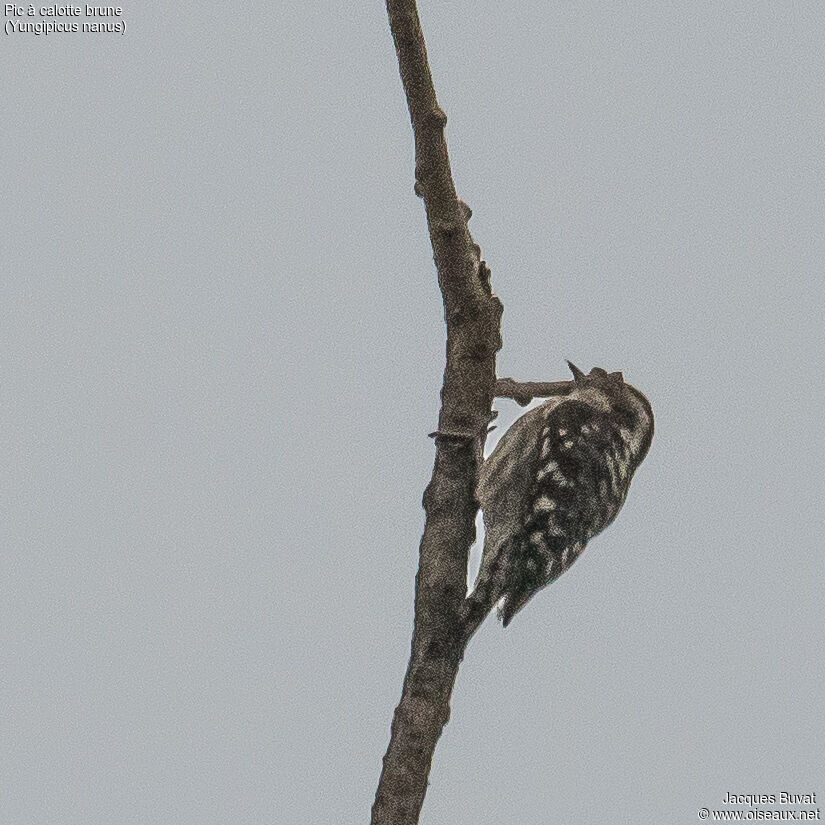 Brown-capped Pygmy Woodpeckeradult