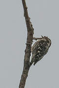 Brown-capped Pygmy Woodpecker