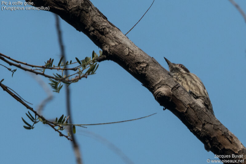 Grey-capped Pygmy Woodpeckeradult, identification, aspect, pigmentation