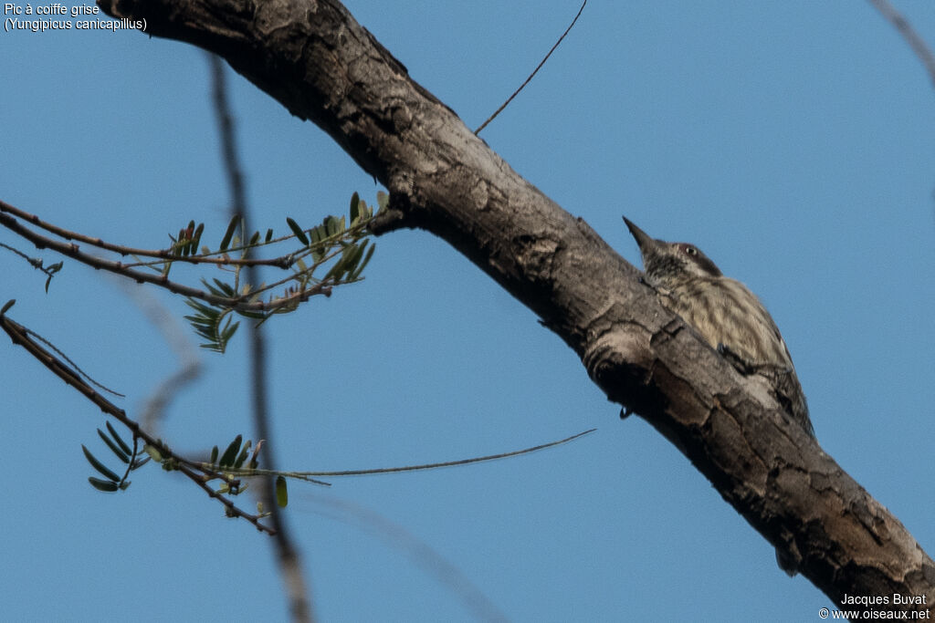 Grey-capped Pygmy Woodpeckeradult, identification, aspect, pigmentation