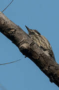 Grey-capped Pygmy Woodpecker