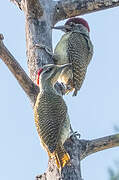 Fine-spotted Woodpecker