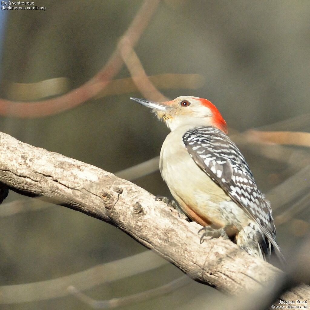 Red-bellied Woodpecker female adult, close-up portrait, aspect