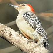 Red-bellied Woodpecker