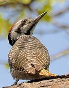 Bearded Woodpecker