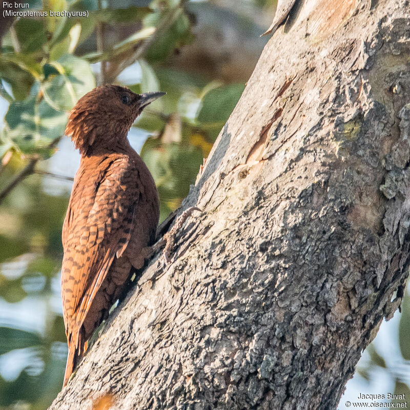 Rufous Woodpecker female adult, identification, aspect, pigmentation