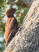 Rufous Woodpecker