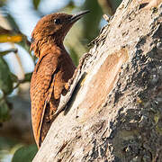 Rufous Woodpecker